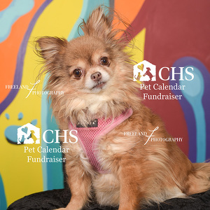 Fundraising Page: Jessica Tripp